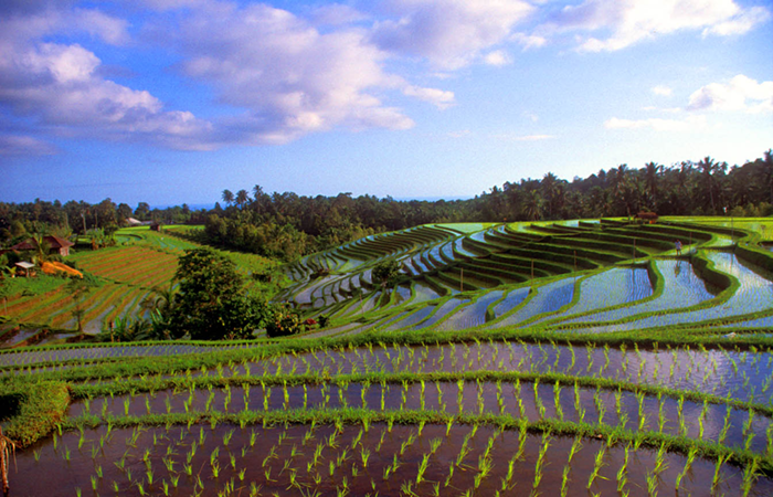 bali rice terraces in 2008