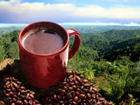 puerto rican coffee